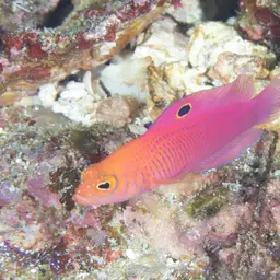 Oblique-lined Dottyback, photo 4