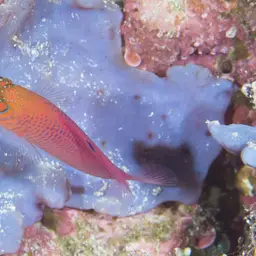 Oblique-lined Dottyback, photo 5