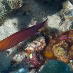 Oblique-lined Dottyback, photo 6