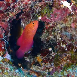 Oblique-lined Dottyback, photo 7