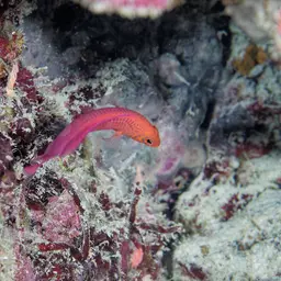 Oblique-lined Dottyback, photo 8