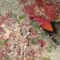 Oblique-lined Dottyback, photo 9