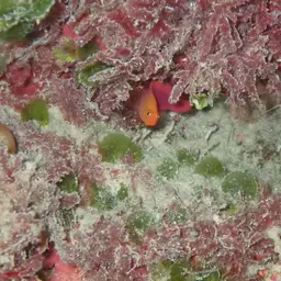 Oblique-lined Dottyback, photo 10