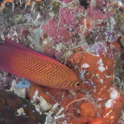 Oblique-lined Dottyback, photo 11