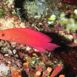 Oblique-lined Dottyback, photo 12