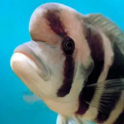 Frontosa Cichlid