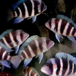 Frontosa Cichlid, photo 2