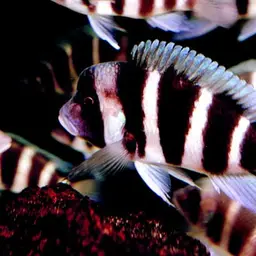 Frontosa Cichlid, photo 3