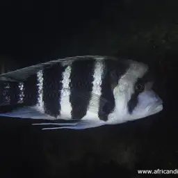 Frontosa Cichlid, photo 4
