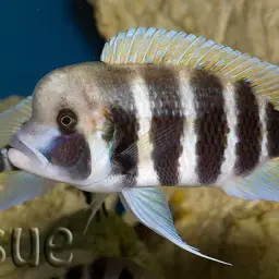Frontosa Cichlid, photo 5
