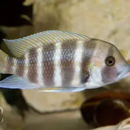Frontosa Cichlid, photo 6