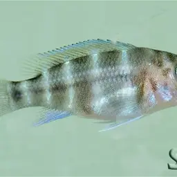 Frontosa Cichlid, photo 7