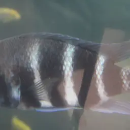 Frontosa Cichlid, photo 8