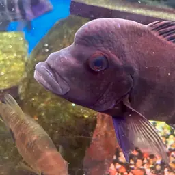 Frontosa Cichlid, photo 9