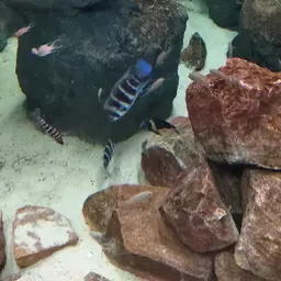 Frontosa Cichlid, photo 10