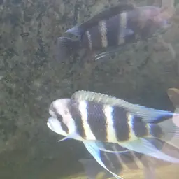 Frontosa Cichlid, photo 12