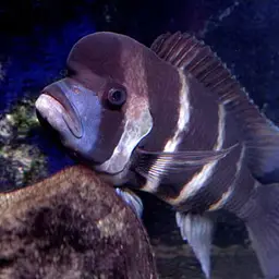 Frontosa, photo 1