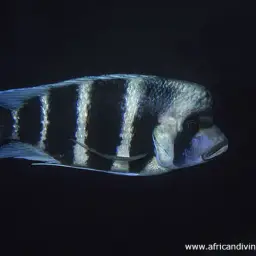 Frontosa, photo 2