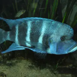 Frontosa, photo 3