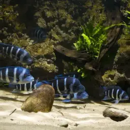 Frontosa, photo 4