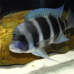 Frontosa, photo 5