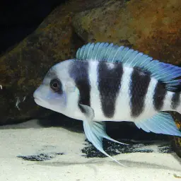 Frontosa, photo 6
