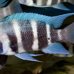 Frontosa, photo 7