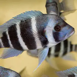 Frontosa, photo 8
