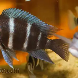 Frontosa, photo 9