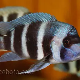 Frontosa, photo 10