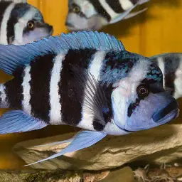 Frontosa, photo 11