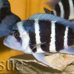 Frontosa, photo 12