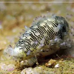 Money Cowrie, photo 1
