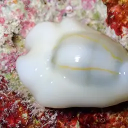 Money Cowrie, photo 2