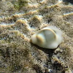 Money Cowrie, photo 3