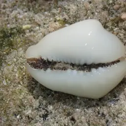 Money Cowrie, photo 4