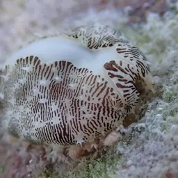 Money Cowrie, photo 5