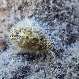 Money Cowrie, photo 6