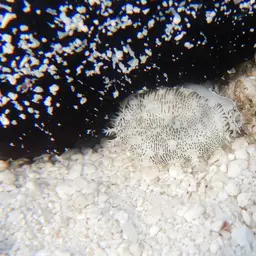 Money Cowrie, photo 7