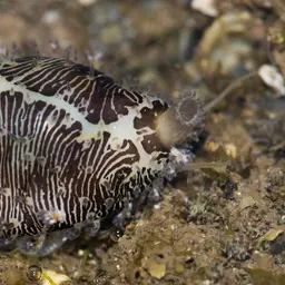 Money Cowrie, photo 8