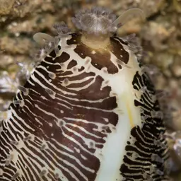 Money Cowrie, photo 9