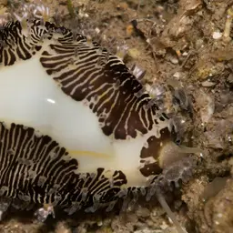 Money Cowrie, photo 10