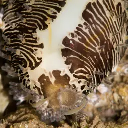 Money Cowrie, photo 11
