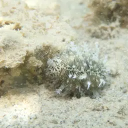Money Cowrie, photo 12