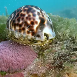 Tiger Cowrie, photo 2