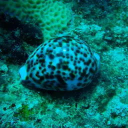Tiger Cowrie, photo 3