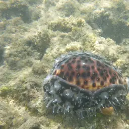 Tiger Cowrie, photo 4