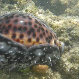Tiger Cowrie, photo 5