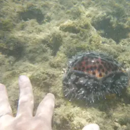 Tiger Cowrie, photo 6