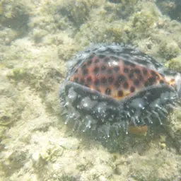 Tiger Cowrie, photo 7